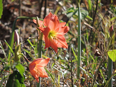 Lily, Hoa, màu da cam, đầy màu sắc, thực vật, sáng sủa, Hoa