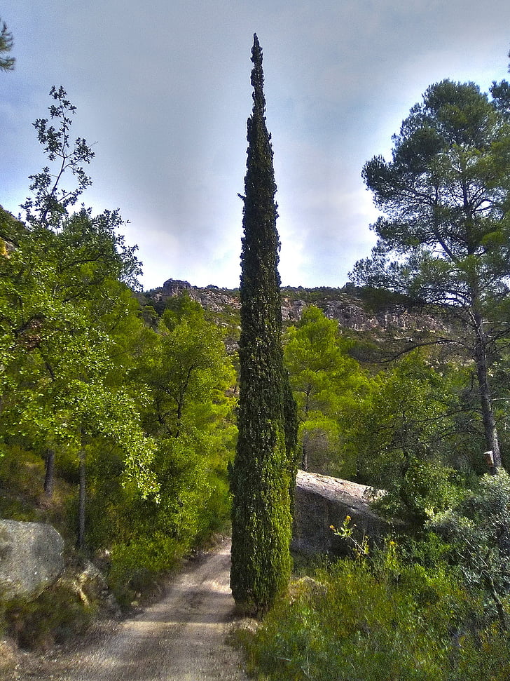 Cypress, sti, skov, Montsant, Priorat, Trail