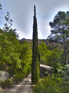 Cypress, sökväg, skogen, Montsant, Priorat, Trail