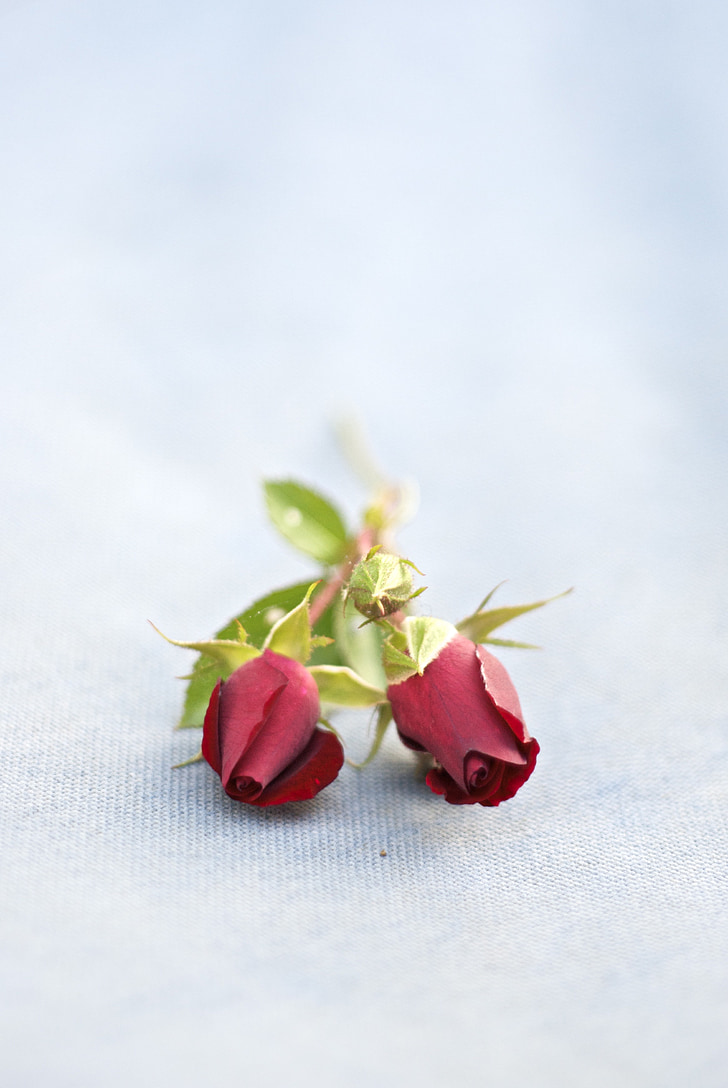 fleur, Rose, macro