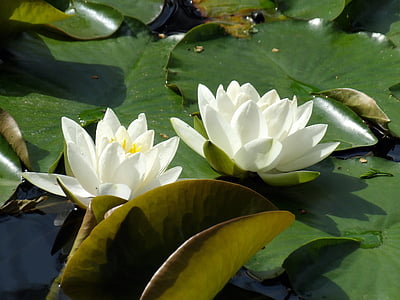 Vodní lilie, závod, vodní, rybník, vodní rostlina, květiny, Příroda