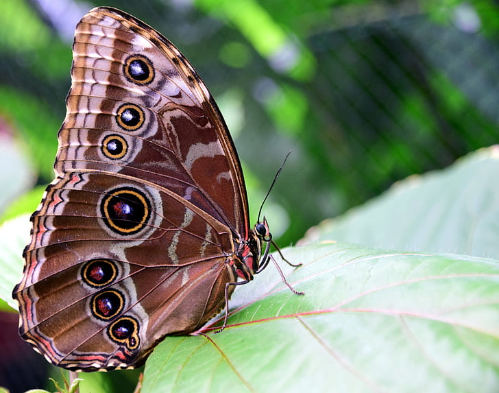 modri morphofalter, morfo, metulj krila, ozadje, delni pogled, blizu, barva