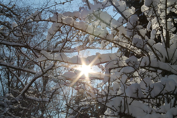 Zimní, sníh, slunce, Zimní, bílá, stromy, Les