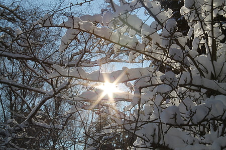 겨울, 눈, 태양, 겨울, 하얀, 나무, 숲