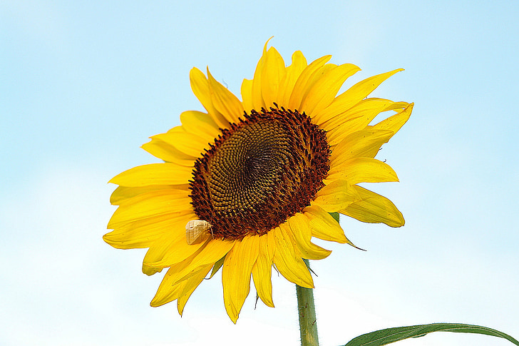 sunflower, yellow, nature, flower, summer, plant, blossom