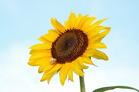Sonnenblume, gelb, Natur, Blume, Sommer, Anlage, Blüte