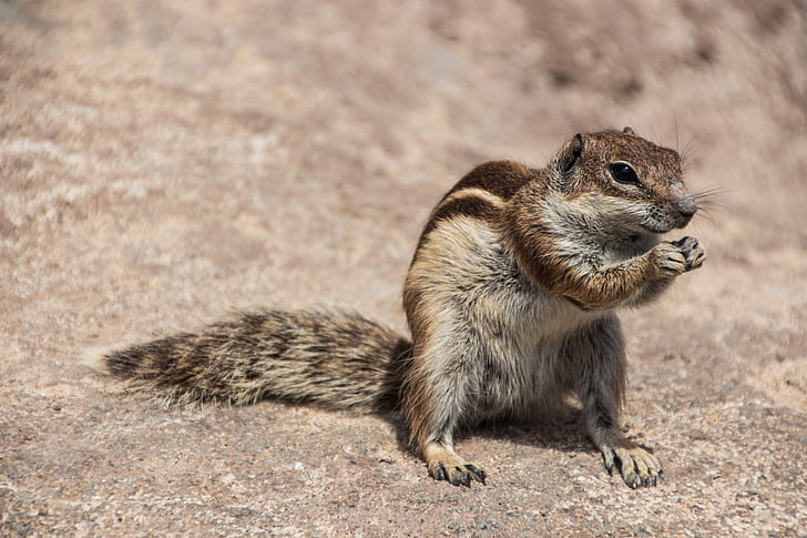 chipmunk, nager, squirrel, rodent, canary islands, cute, animal