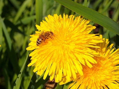 Blumen, Löwenzahn, Biene, Insekten, Blume, Mai, Blumen des Feldes