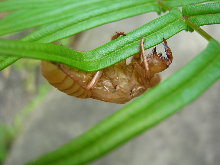 cicada, Sommer, insekter, insekt, natur, dyr, dyreliv