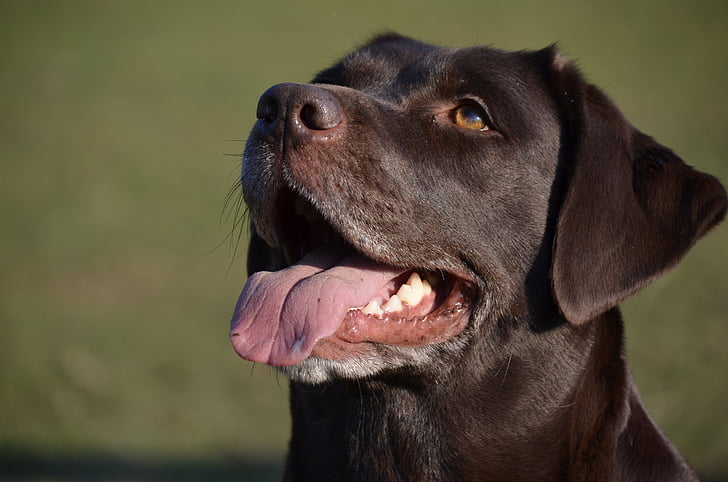 hund, Lycklig, ansikte, Labrador, leende, djur, porträtt