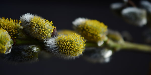 pasture, pussy willow, inflorescence, close, spring, pollen, grazing greenhouse