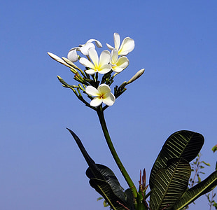 Plumeria, valge frangipani, lill, Tropical, hubli, India