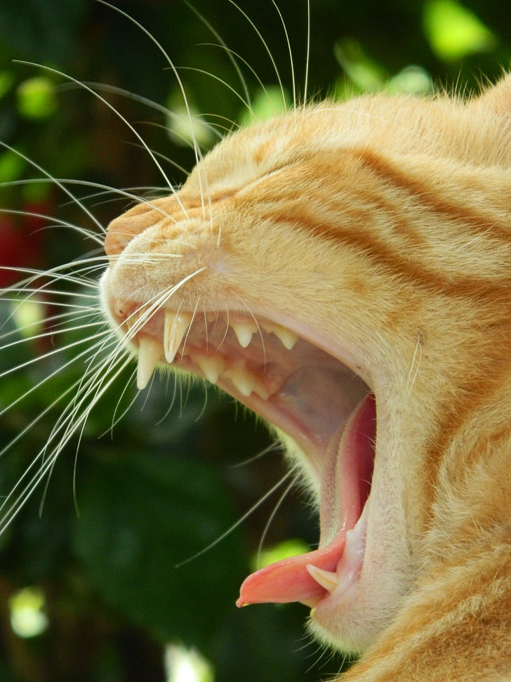 cat, yawn, yawning, sleep, language, animal, yellow