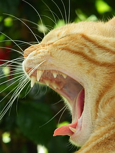 gat, badall, badall, son, llengua, animal, groc