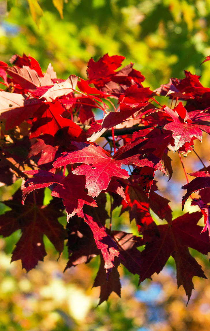 Herbst, fallen, Blätter, rot, Laub