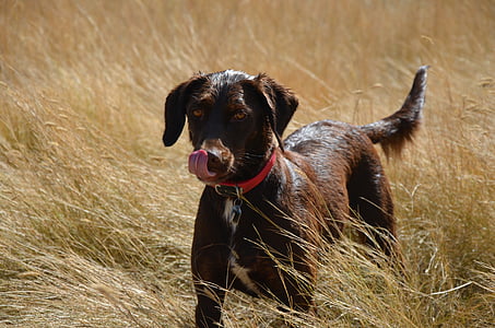 Labrador retriever, huisdier, hond, dier, diertjes, schattig, Canine