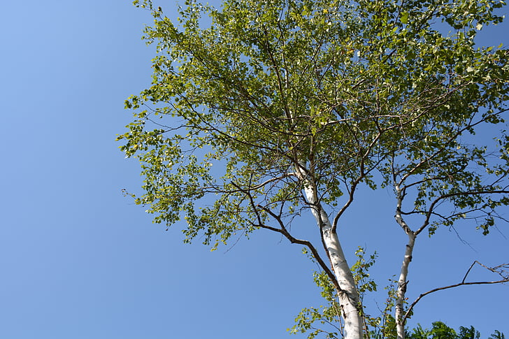 white birch, wood, blue sky
