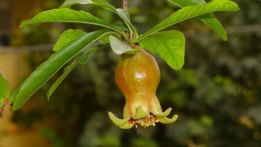 young small pomegranate, pomegranate bud, pomegranate bloom
