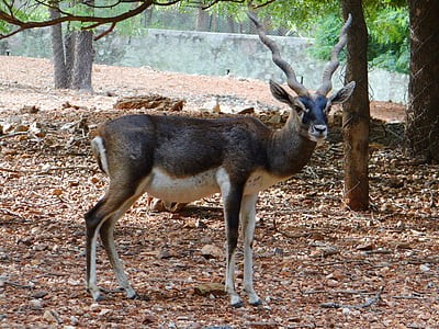Indische antilope, Kala hiran, dier, Antelope, cervicapra, herbivoor, herten