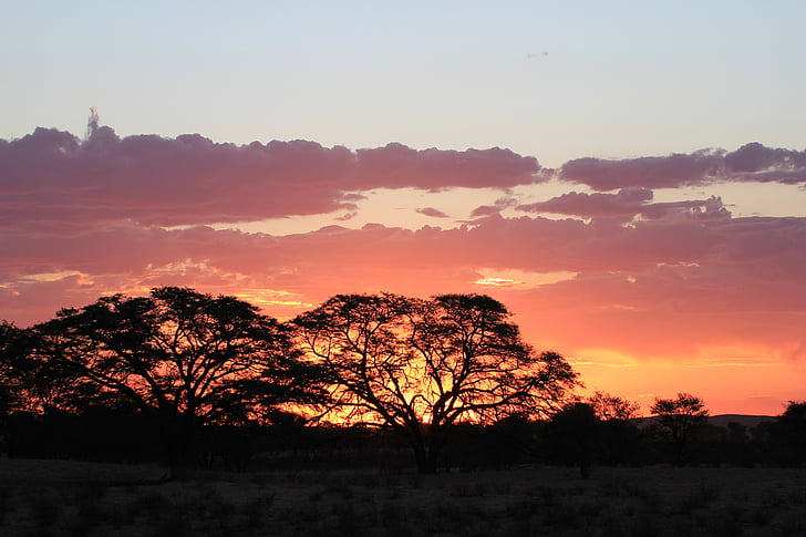 puesta de sol, silueta, Kalahari, África, cielo