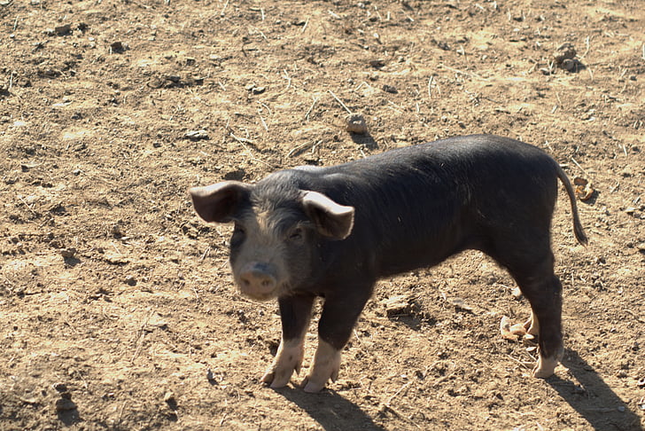 bayi, babi, pertanian
