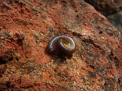 worm, spiraal, arthropod, ringen