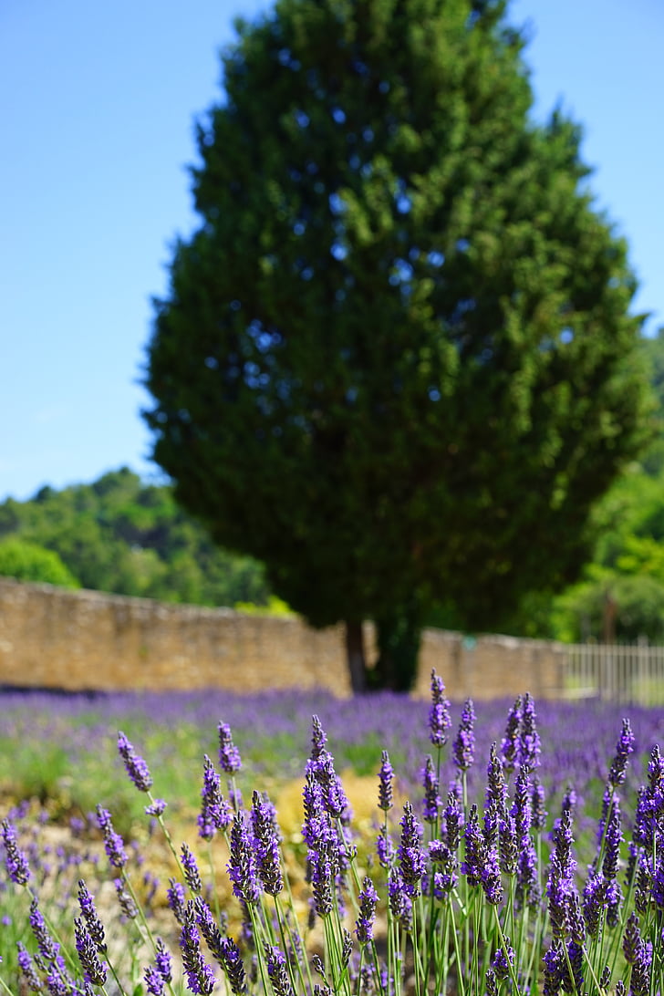 lavender cultivation, field, management, lavender field, flowers, purple, flora