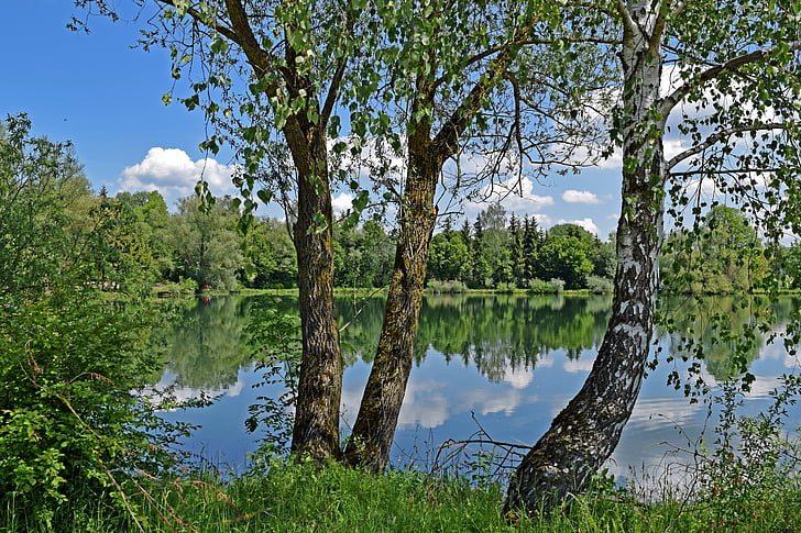 lake, birch, sky, clouds