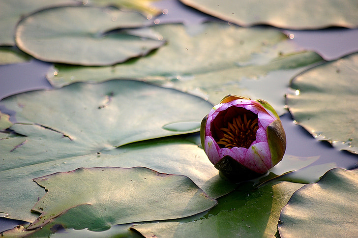 Lotus, ezers, ūdens Lilijas, ziedi