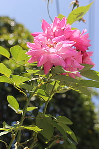 flors, natura, Rosa, color rosa, pètal, planta, flor