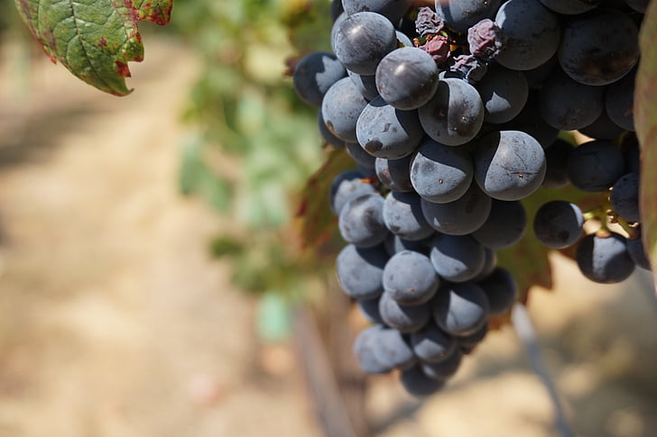 grapes, vine, grape, wine, vineyard, grape vine, leaf