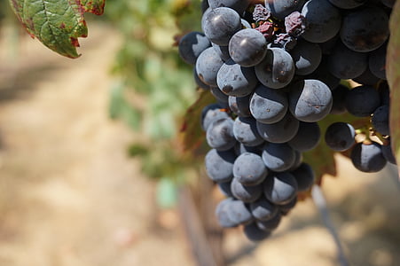 виноград, Вайн, виноград, вина, Виноградник, Виноградная лоза, лист