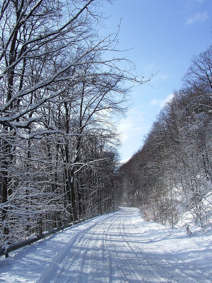 neu, l'hivern, muntanya de la Fageda, carretera de neu, llum del sol, bosc, natura