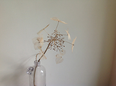bunga kering, vas, bunga, cabang, seni