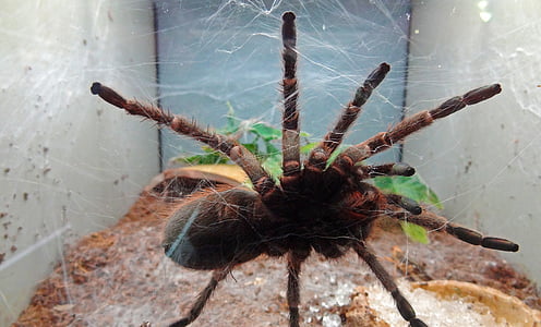 Tarantula, edderkop, væmmelse, frygt, spindelvæv, gift spider, ulækkert