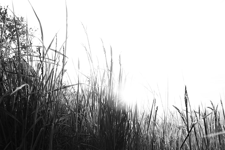 tall, grasses, grayscale, photography, plants, crops, field