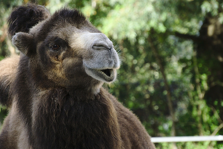 camell, zoològic, en dromedari, marró, pelatge, animal
