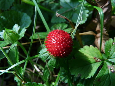 indian translucent strawberry, strawberry, translucent strawberry, potentilla indica, fruit, red, plant