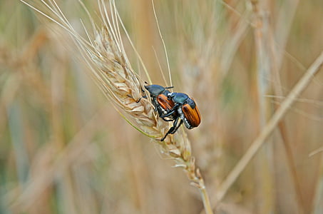 beetles, wheat, pairing, insects, field, kolos, agriculture