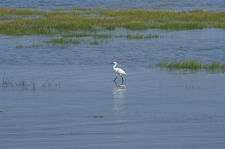 Aigrette, zones humides, Taichung