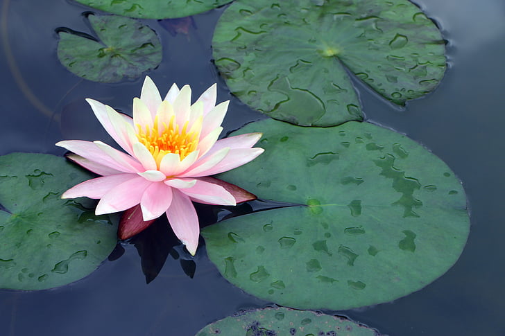 Guilin, zahradní expo, rybník, Lekníny, Lotus