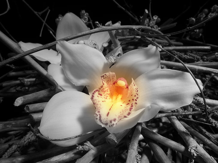 orquídia, flor, blanc i negre