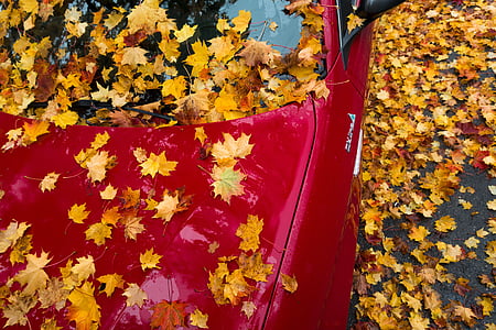 รถ, สีแดง, เมเปิ้ล, ฤดูใบไม้ร่วง, ใบ, สีเหลือง, สีส้ม