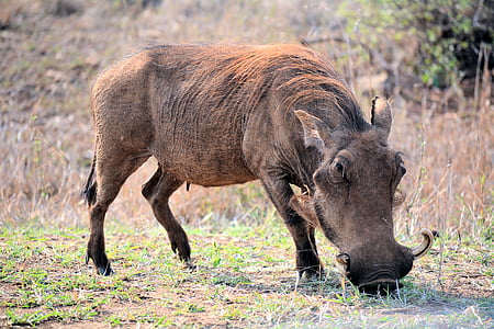 whartog, Kruger park Afrika Selatan, satwa liar, alam, hewan, hewan di alam liar, Afrika