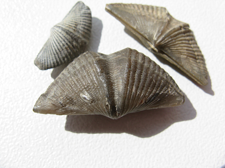 brachiopods, rannakarbid, brachiopoda, fossiilid, välja surnud, looma, Shell