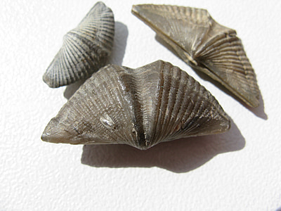 brachiopods, mussels, brachiopoda, fossils, extinct, animal, shell