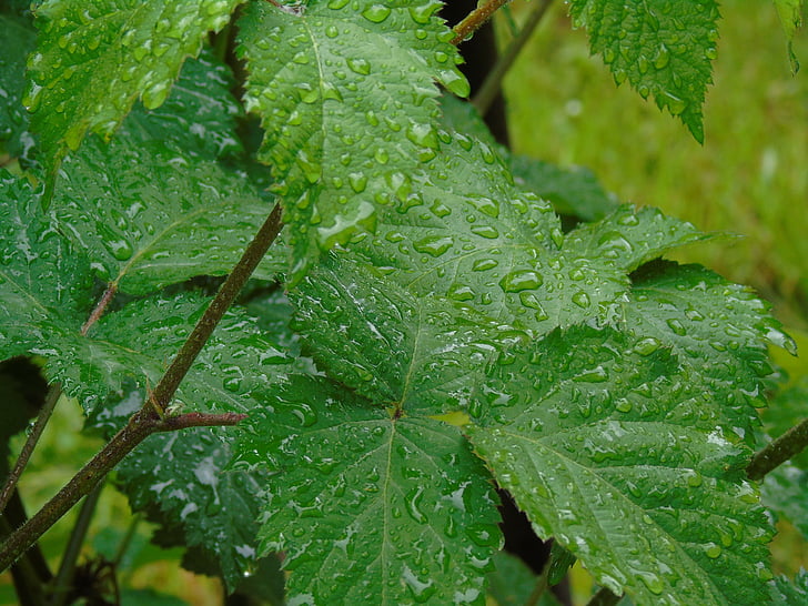 leaf, drops, wet