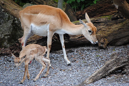 Indische antilope, Dam, jonge dier, dierentuin, Zurich