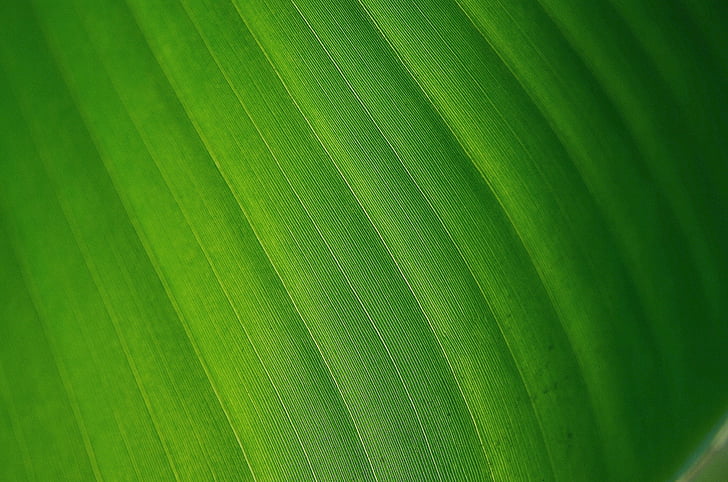 Leaf, lämnar, färgglada, grön, makro, naturen, bakgrund