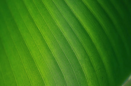 leaf, leaves, colorful, green, macro, nature, background